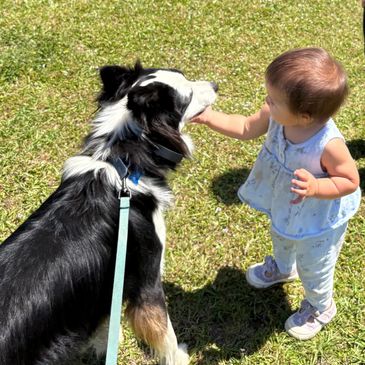 A toddler gently touches a black and white dog on a sunny grassy field.
